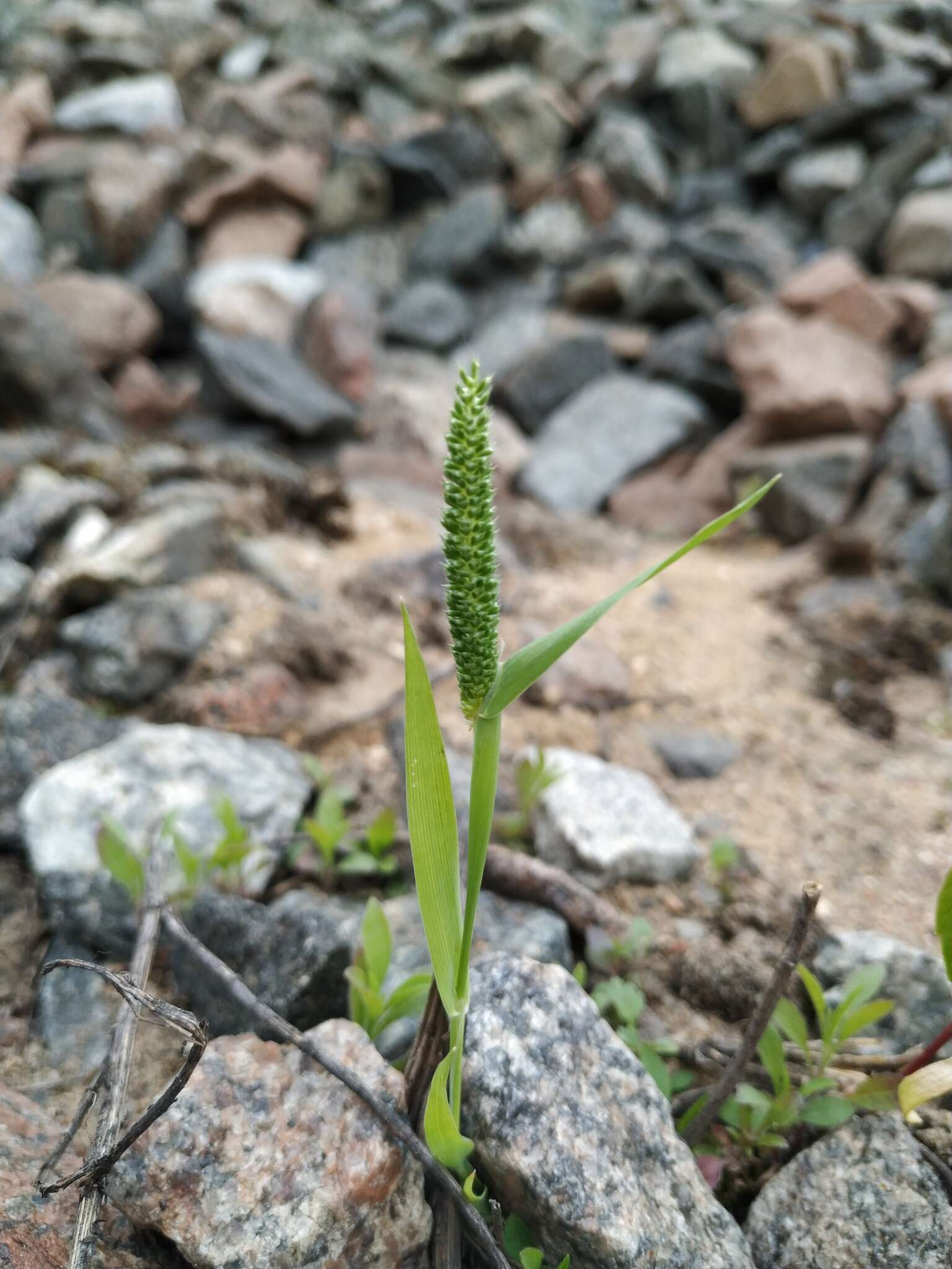 Phleum paniculatum Huds.的圖片