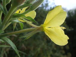 Image of common evening primrose