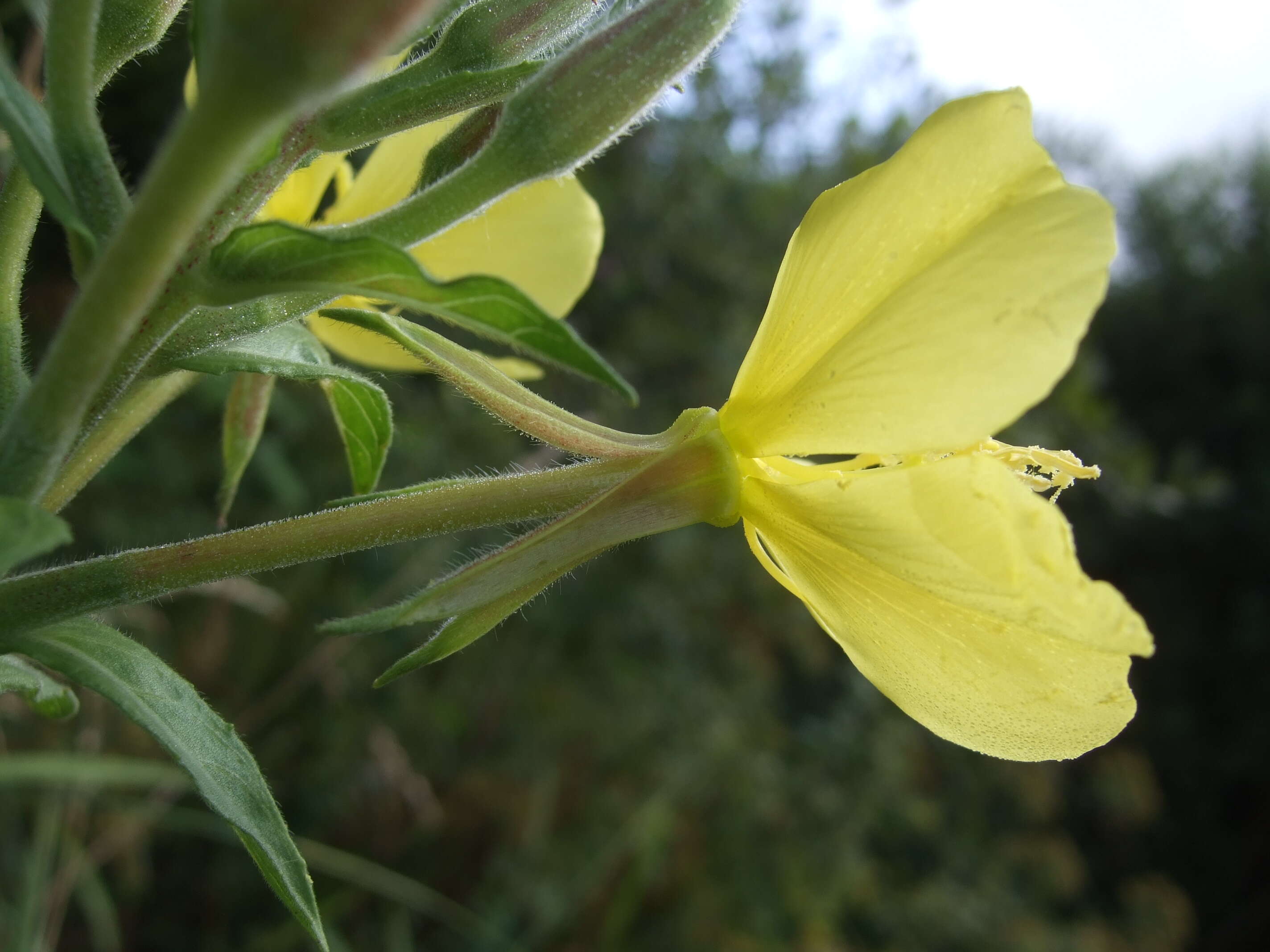 Image of common evening primrose