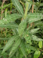 Image of common evening primrose