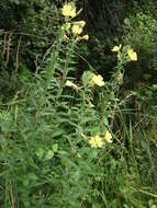 Image of common evening primrose