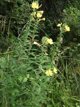 Imagem de Oenothera biennis L.