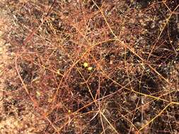 Image of little deserttrumpet