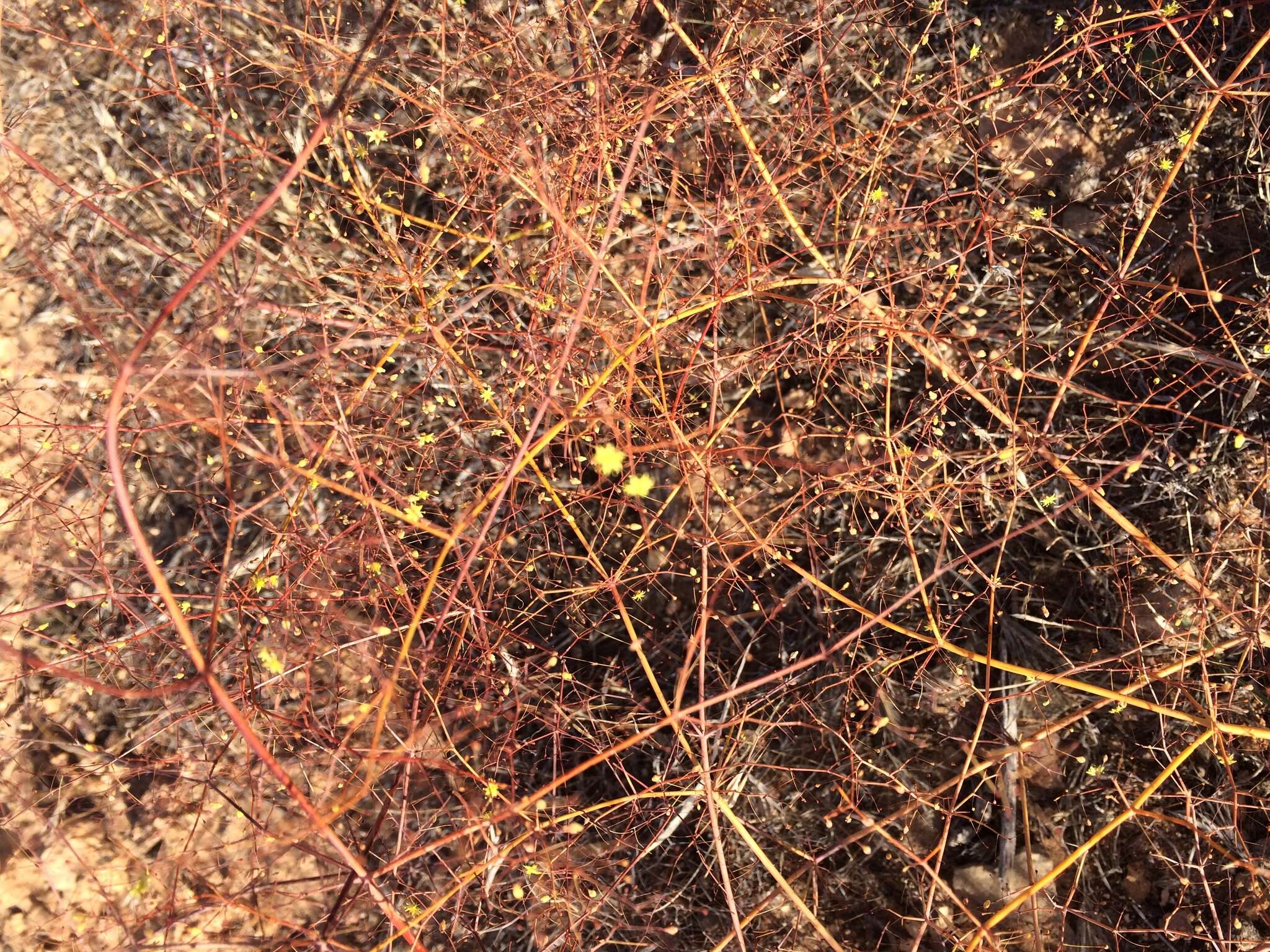 Image of little deserttrumpet