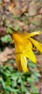 Image of mountain dwarfdandelion