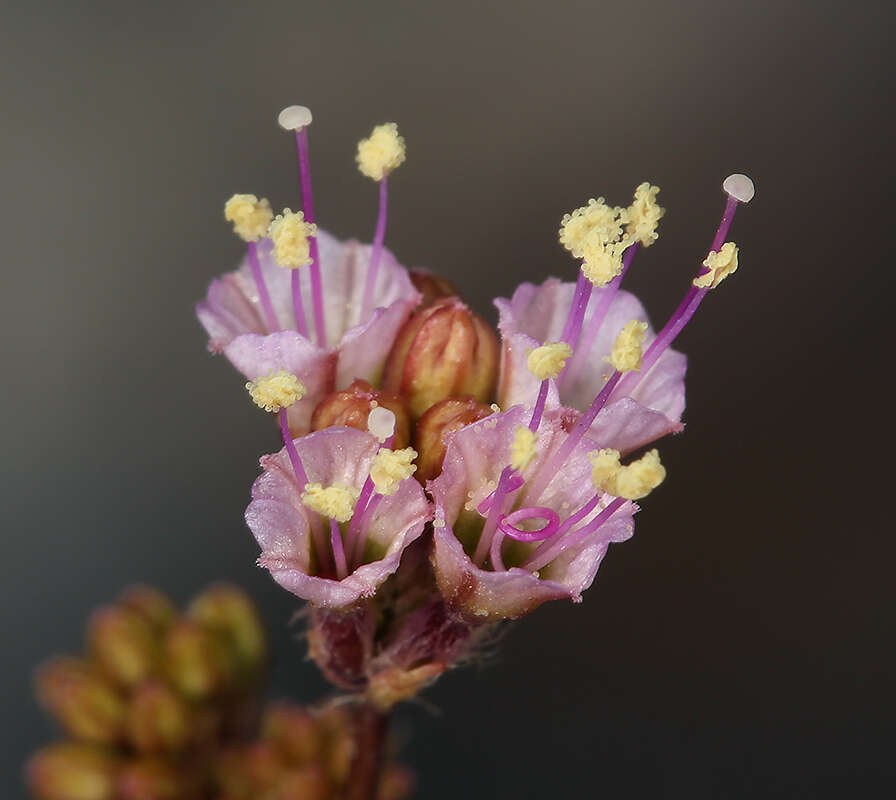 Imagem de Anulocaulis annulatus (Coville) Standl.