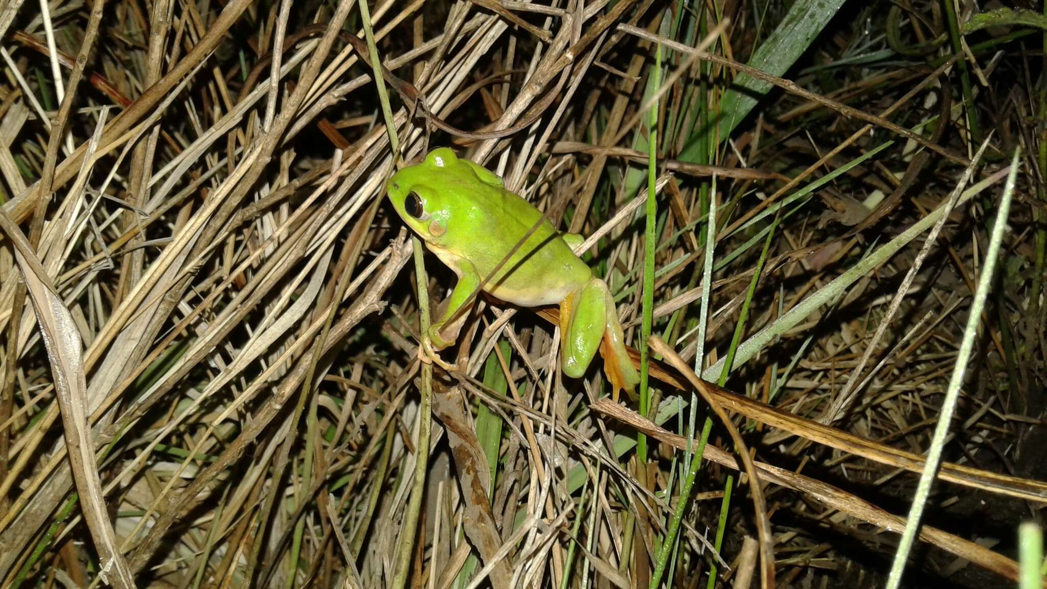 Leptopelis xenodactylus Poynton 1963 resmi