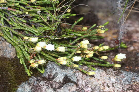 Image of clubmoss cassiope