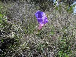 Image of silky morning-glory