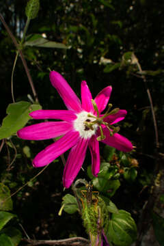 Imagem de Passiflora sublanceolata (Killip) J. M. Mac Dougal