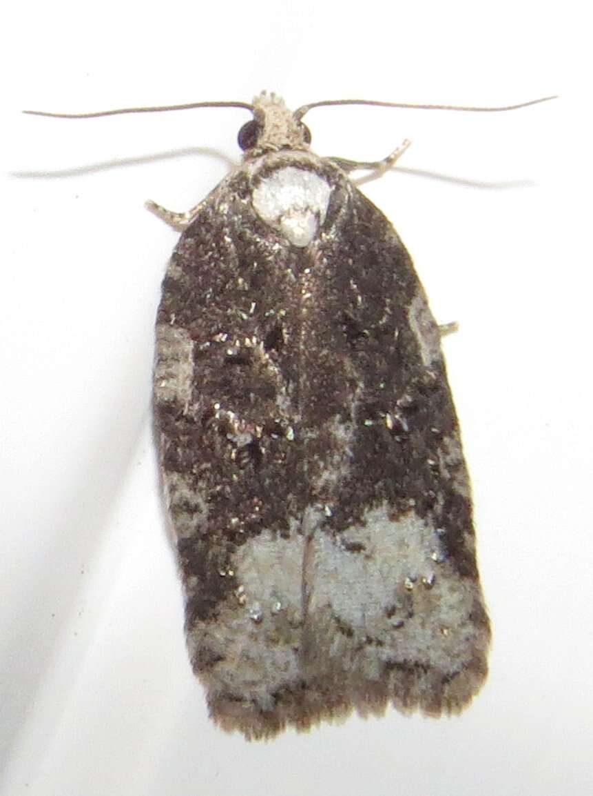 Acleris clarkei Obraztsov 1963的圖片