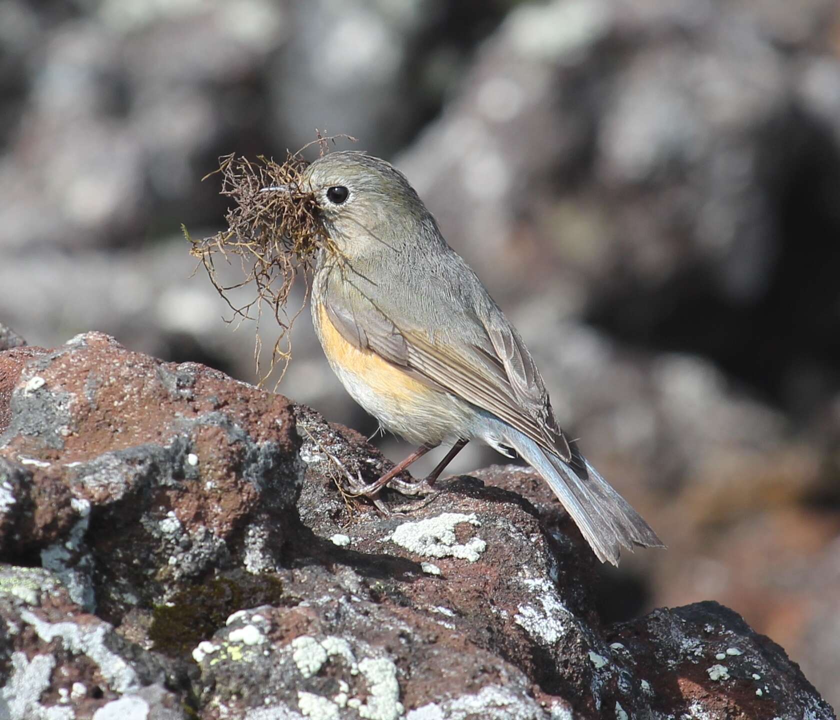 Image of Orange-flanked Bush-Robin