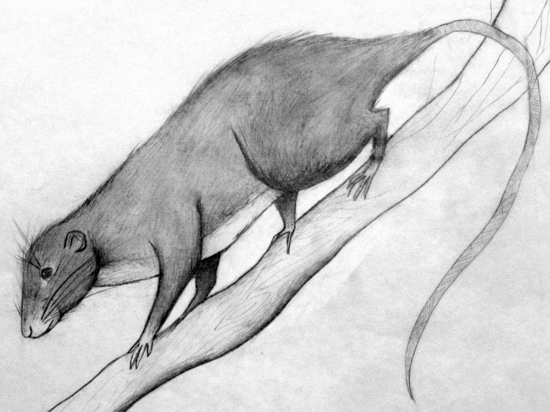 Image of Amazon Bamboo Rat