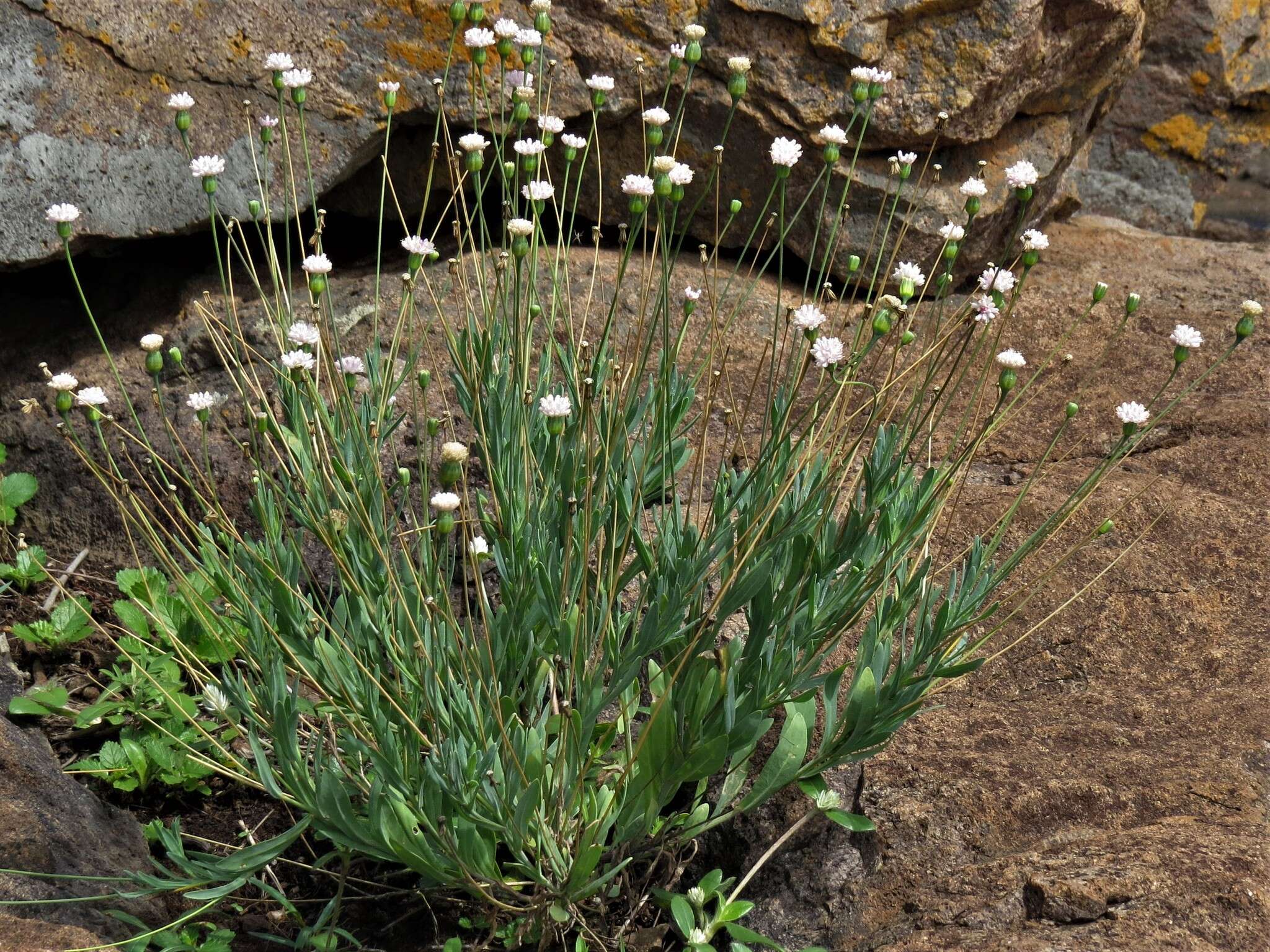 Image of Emilia transvaalensis (Bolus) C. Jeffrey