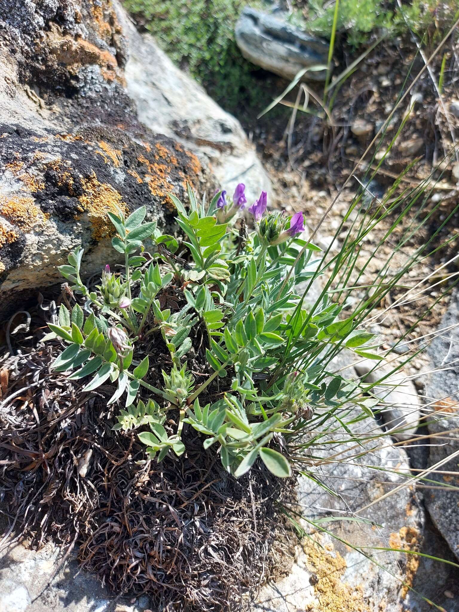 Image of Oxytropis nitens Turcz.