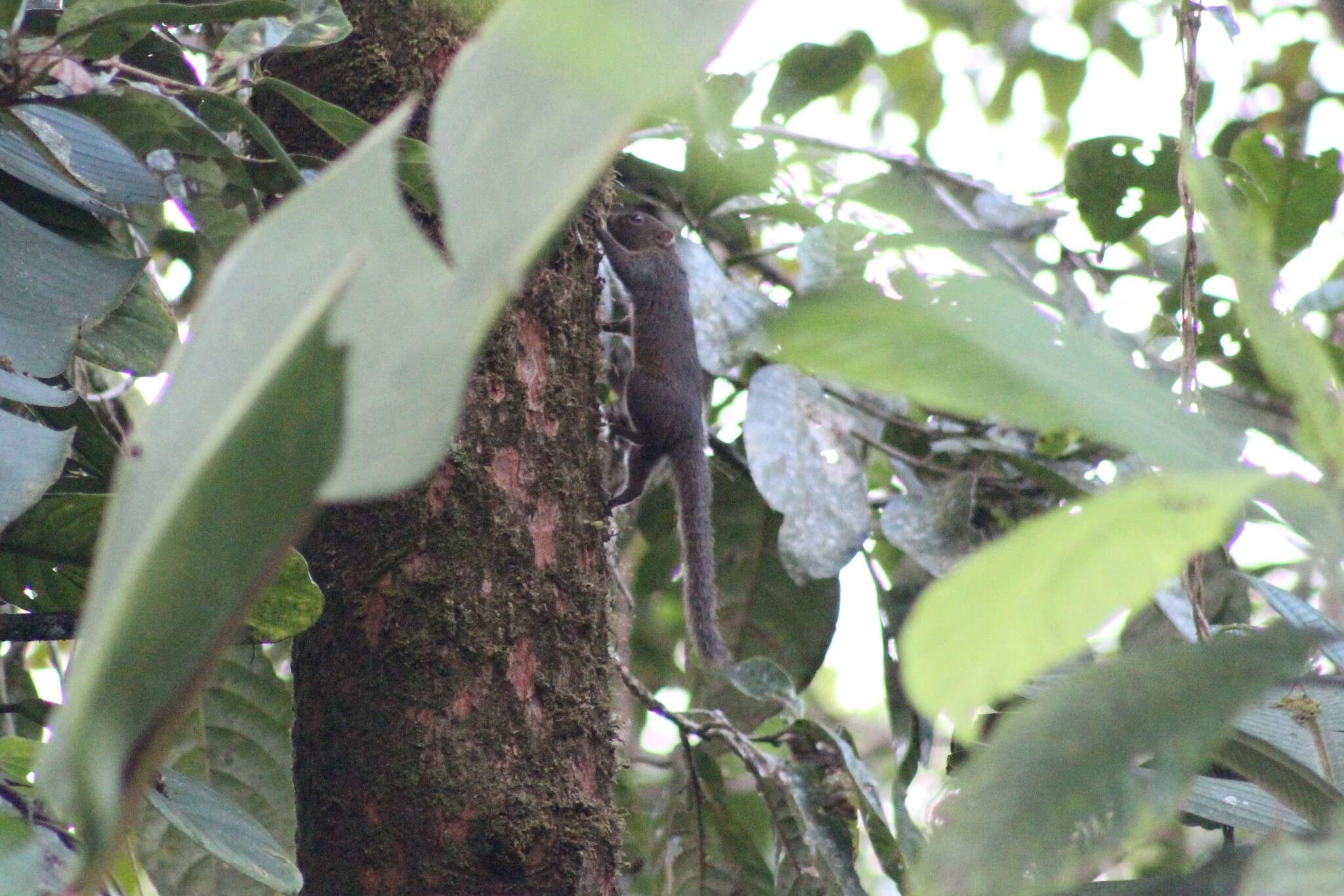 Image of Amazon Dwarf Squirrel