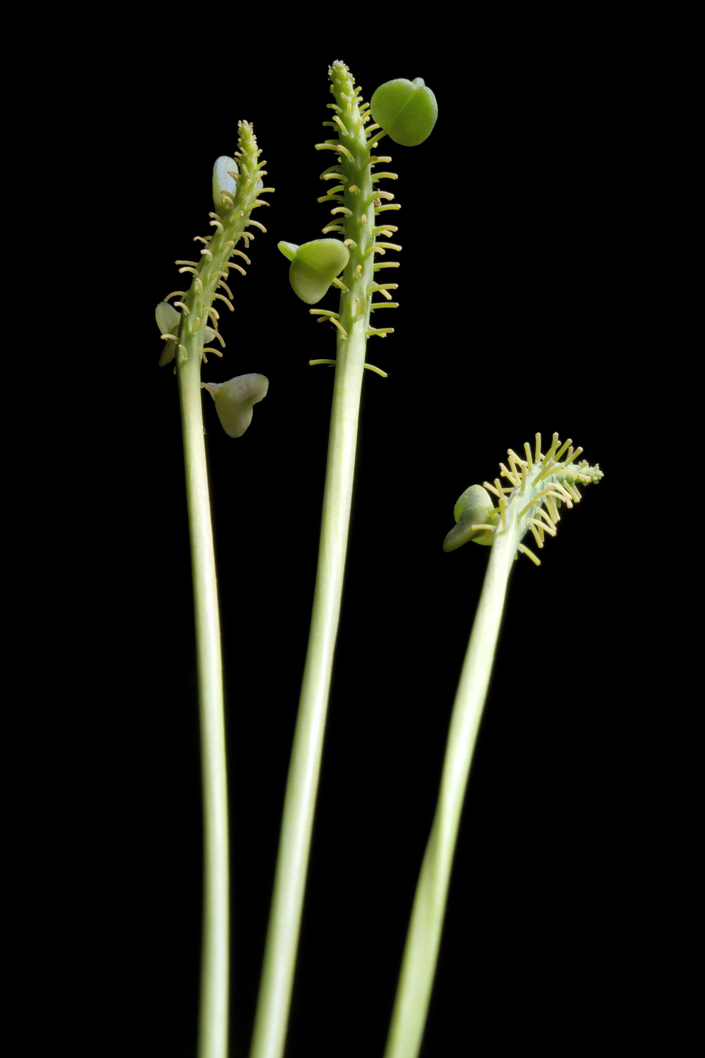 Imagem de Muscari armeniacum H. J. Veitch