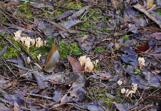 Ramaria filicicola (S. G. M. Fawc.) Corner 1950 resmi