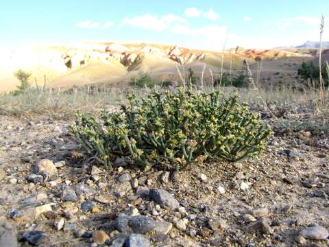 Image of Anabasis brevifolia C. A. Mey.