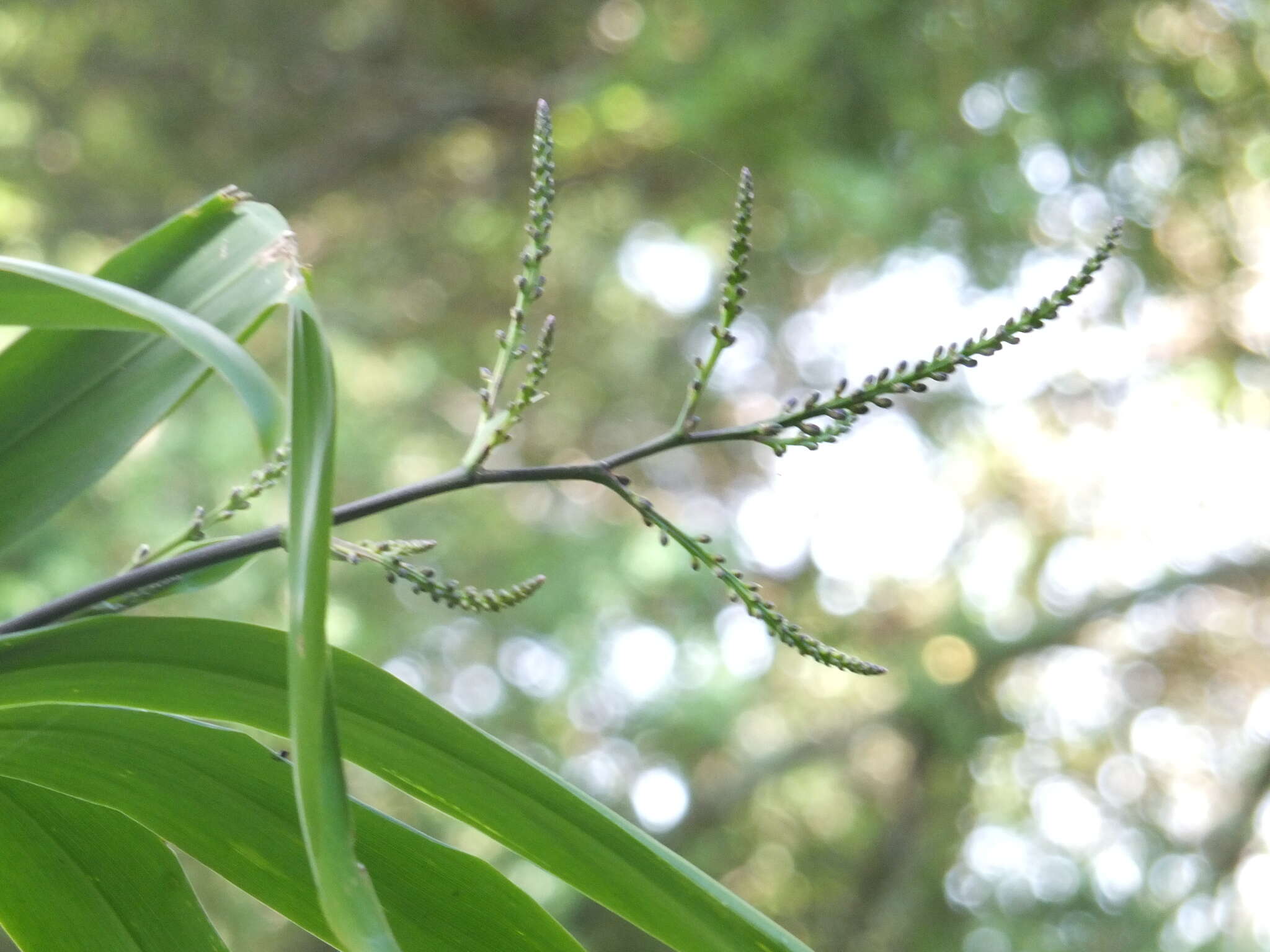 Imagem de Cordyline rubra Otto & A. Dietr.