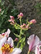 Image of Alstroemeria magnifica Herb.