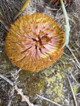 Image of Banksia repens Labill.