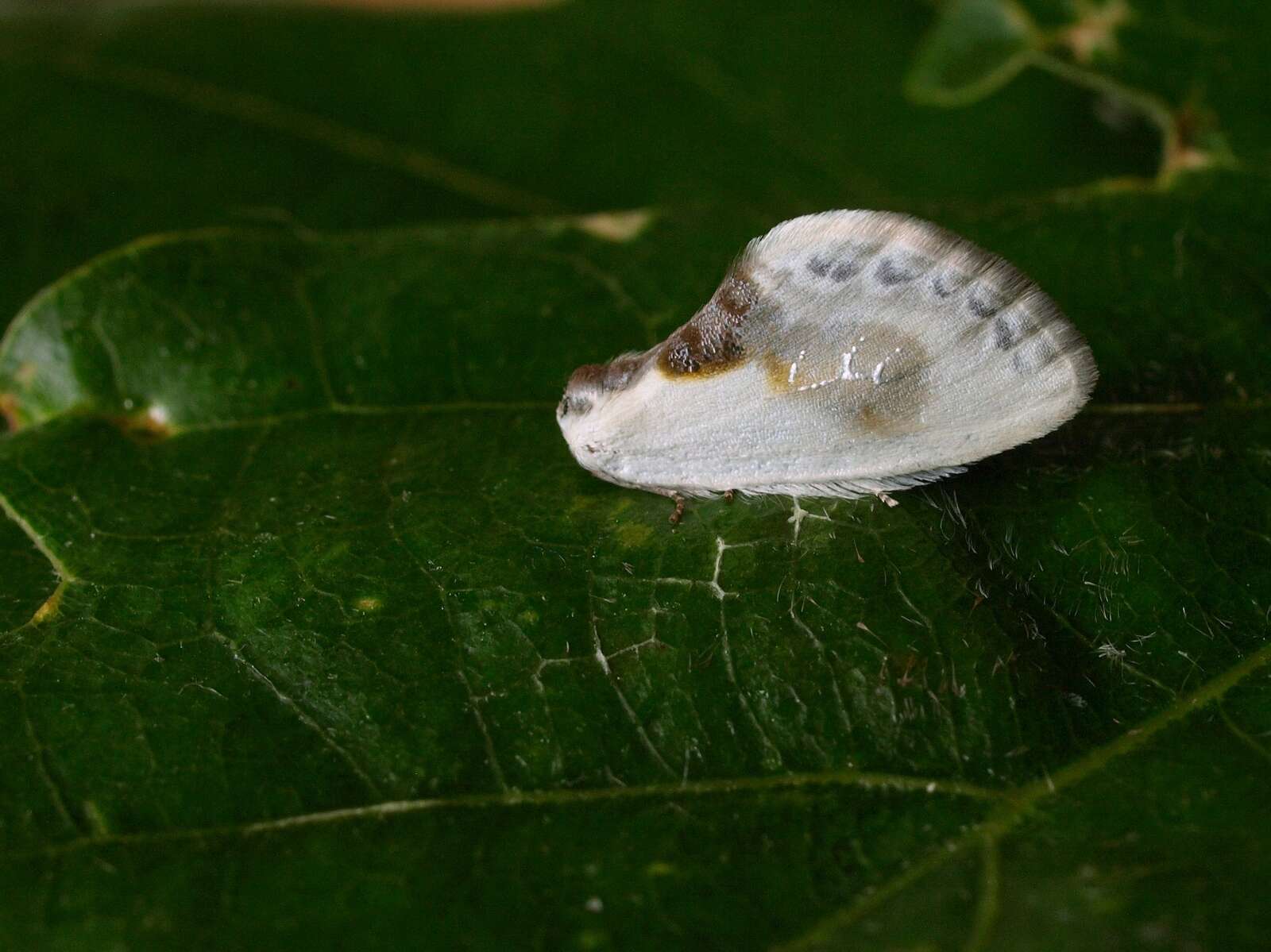 Image of Cilix