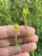 Imagem de Myagrum perfoliatum L.