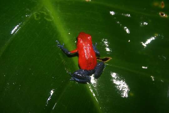 Imagem de Oophaga pumilio (Schmidt 1857)