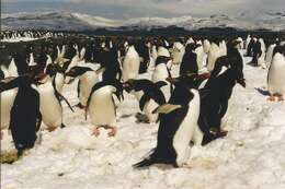 Image of Macaroni Penguin