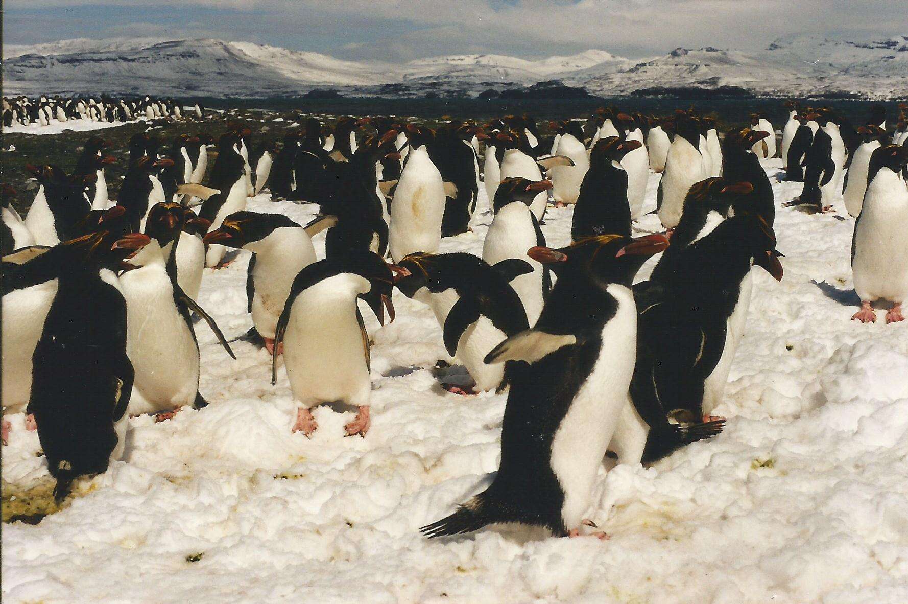 Image of Macaroni Penguin