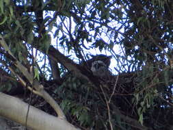 Image of South American Great Horned Owl