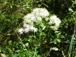 Image of Thalictrum aquilegiifolium