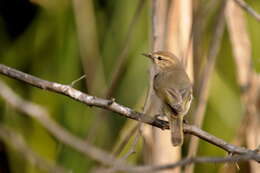 Image of Common Chiffchaff