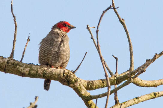 Image of Red-faced Pytilia