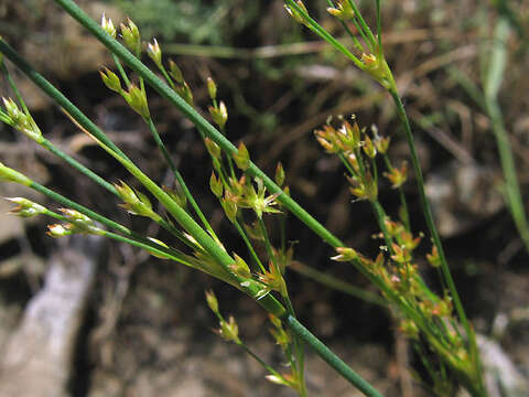 Juncus dubius Engelm. resmi