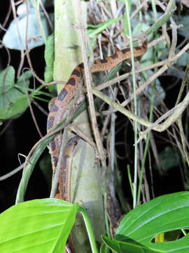 Image of Banded Cat-eyed Snake