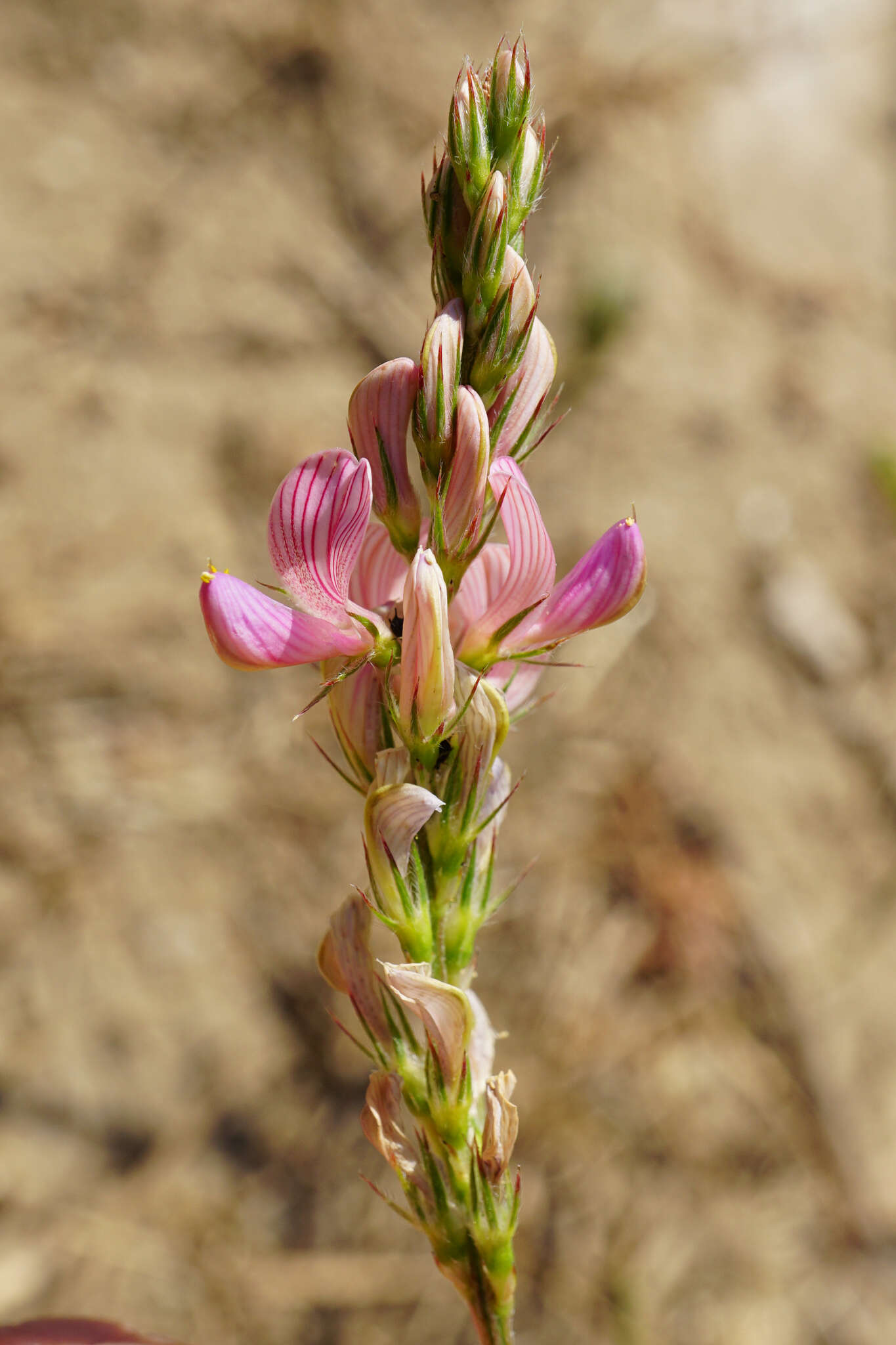 Image of Onobrychis arenaria subsp. arenaria