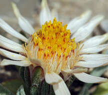 Image of tufted Townsend daisy