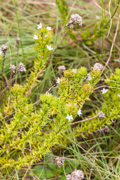 Image of Roella glomerata A. DC.