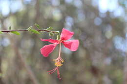 Image of Hibiscus grandidieri var. manamboloensis (Hochr.) Hochr.