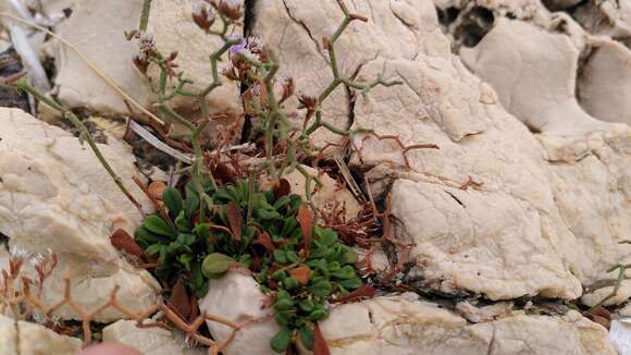 Imagem de Limonium cancellatum (Bertol.) O. Kuntze