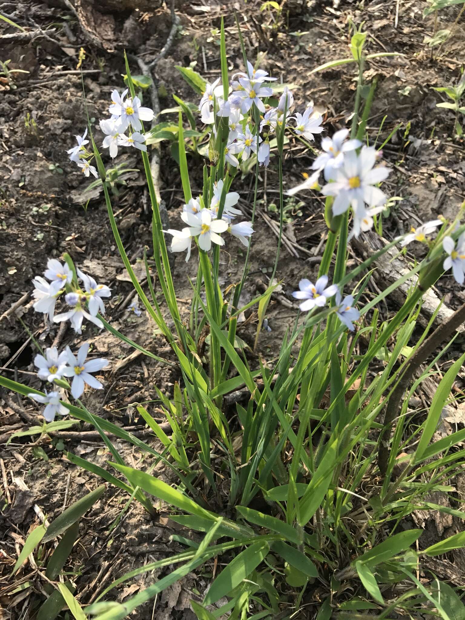 Image of white blue-eyed grass