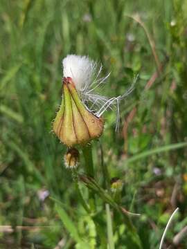 Image of prickly golden-fleece