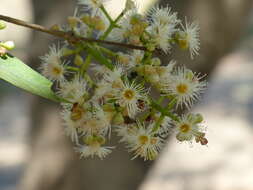 Image de Syzygium salicifolium (Wight) J. Grah.