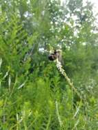 Image of Rusty patched bumble bee