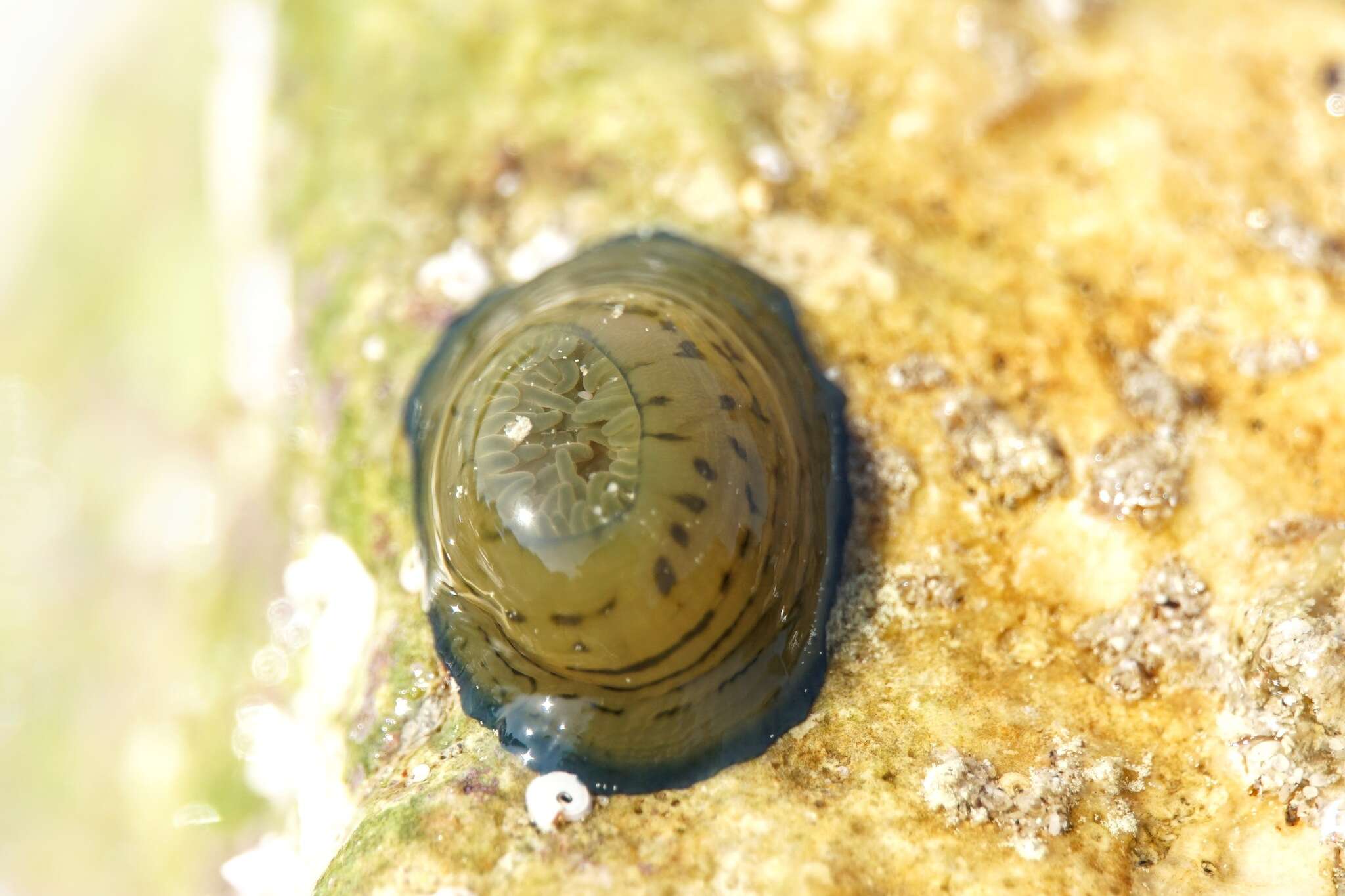 Image of Girdle anemone