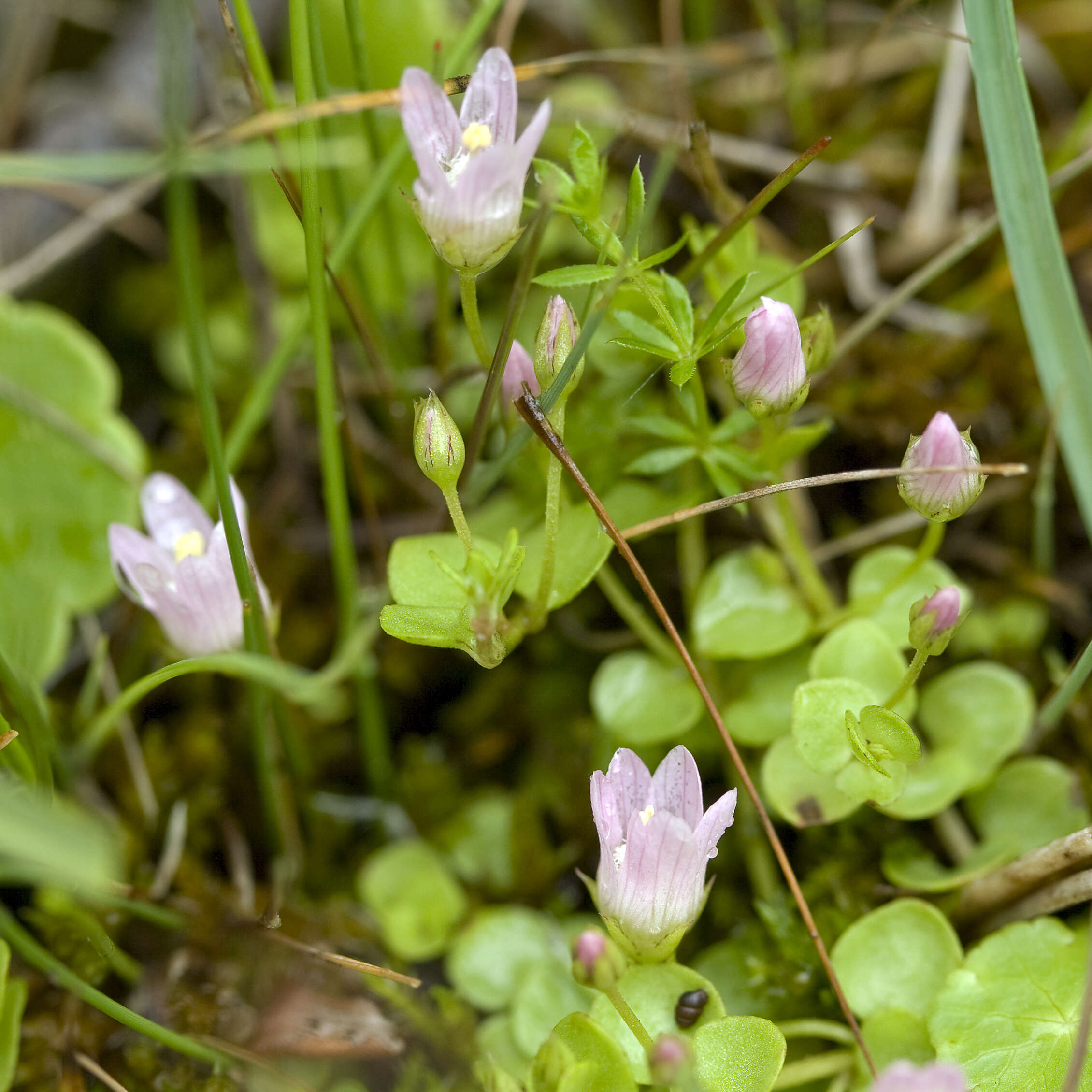 Image of bog pimpernel