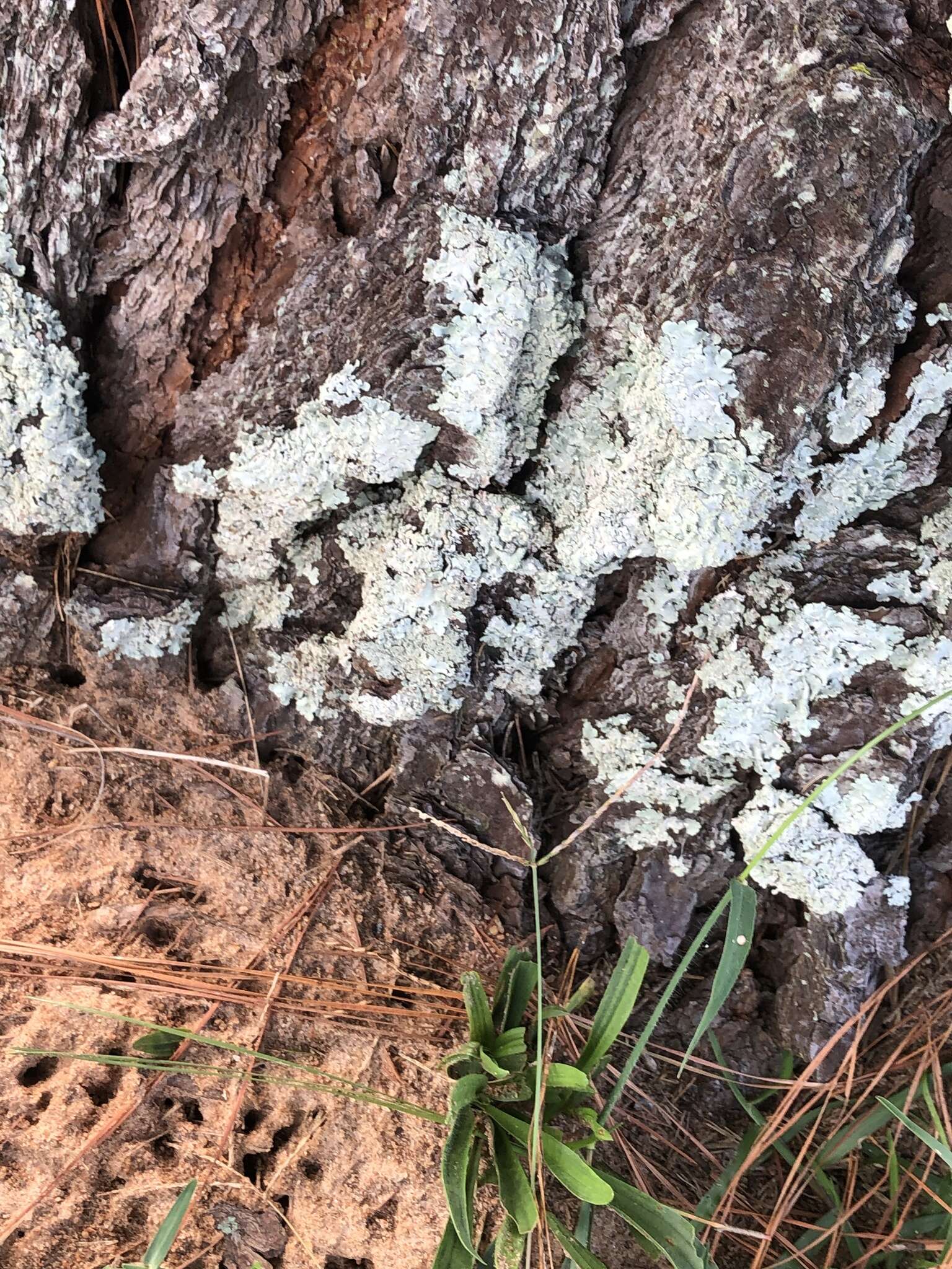 Image of Texan canoparmelia lichen