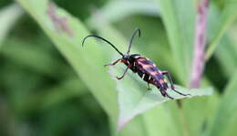 Image of Leptura aurulenta Fabricius 1793